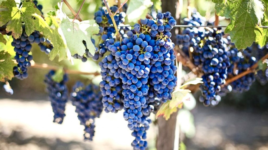 Weinbau ist das traditionellste Geschäft der Menschheit rund um die gute Küche und den Genuss (Quelle: Creamona)